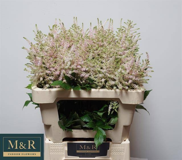 Астильба Европа 55 (светло-роз.), шт.