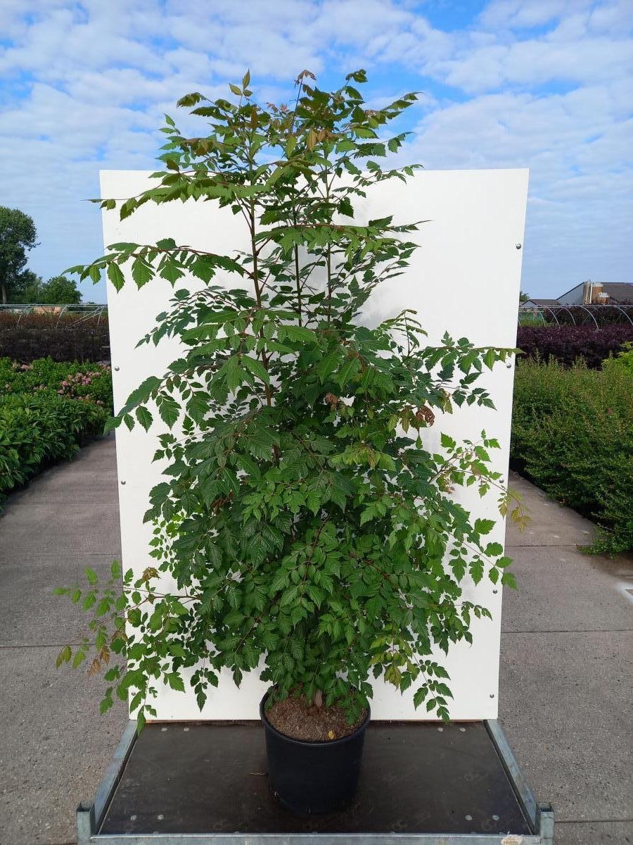 Koelreuteria paniculata, D 40