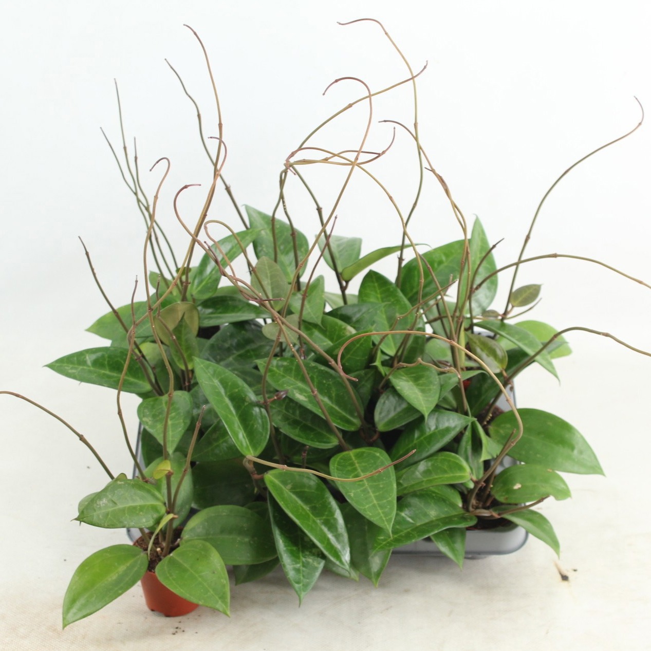 Hoya Verticillata hijau, D 6