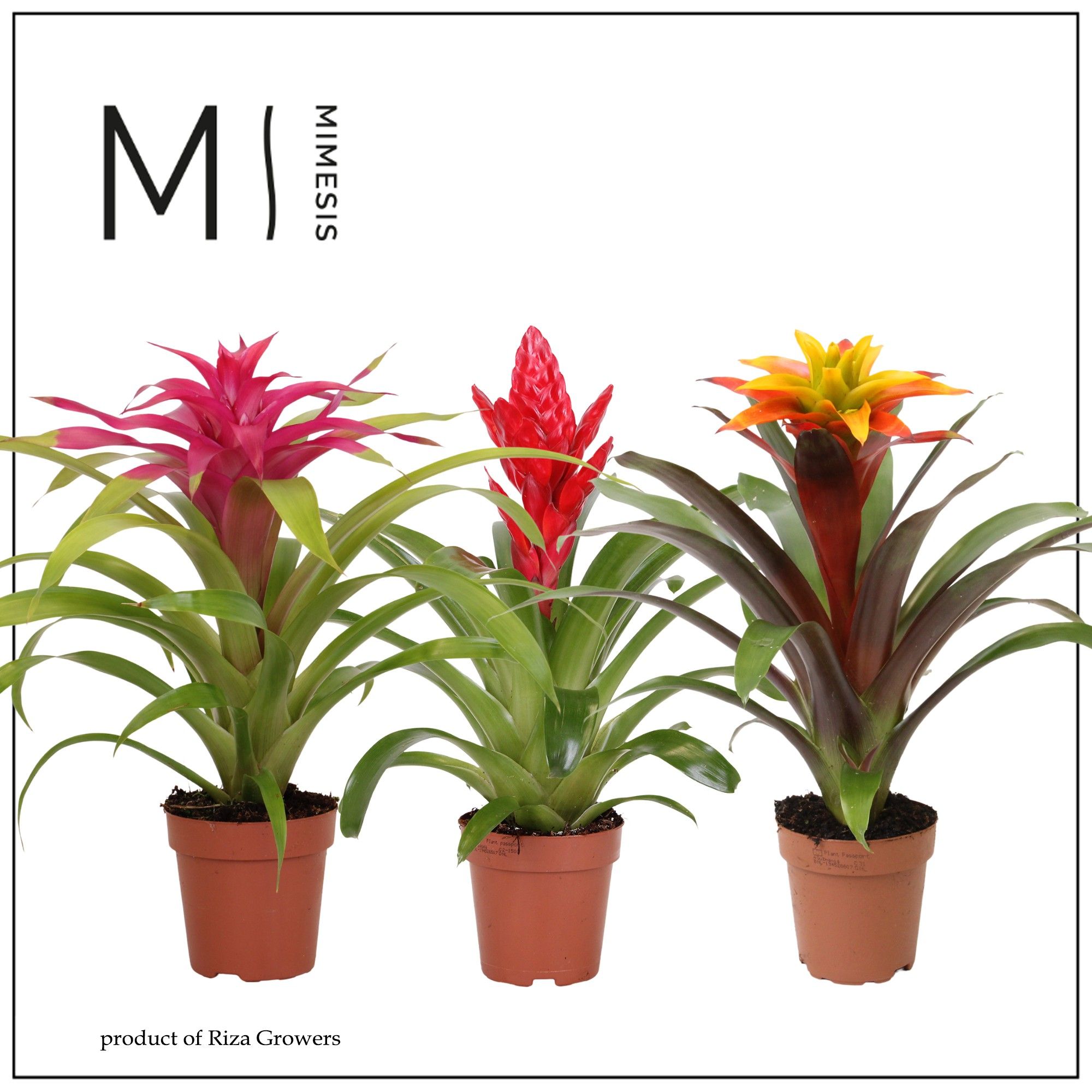 Bromelia Happy - 12cm | Mimesis, D 12