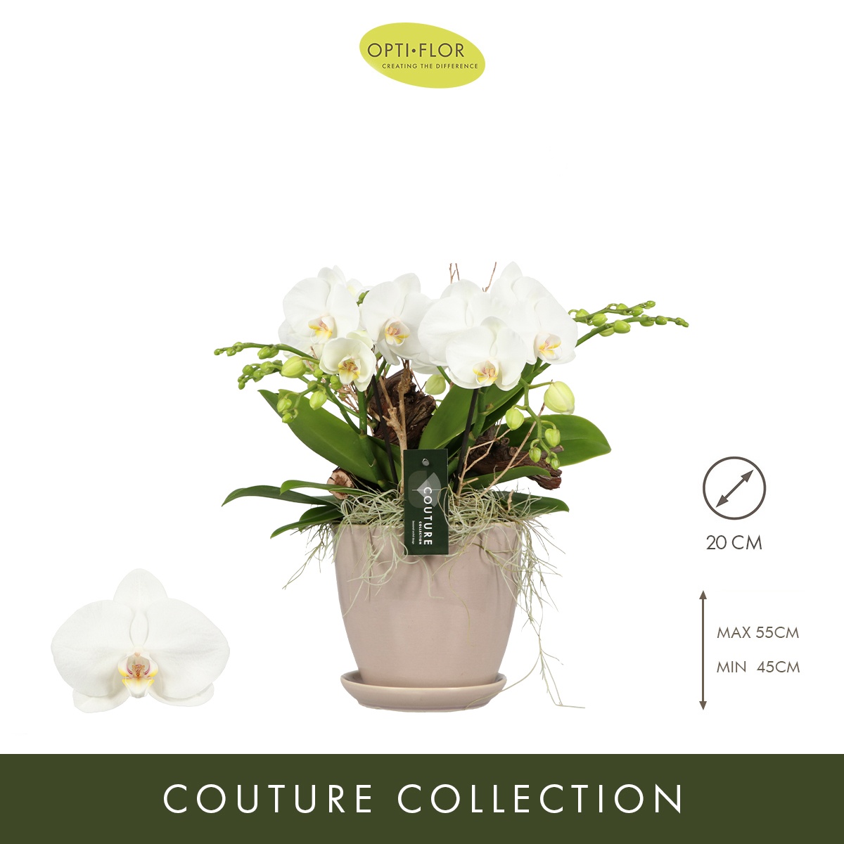 N°62 Tablo Champagne 2, D 21 cm N°62 Tablo Champagne 2, D 21 cm