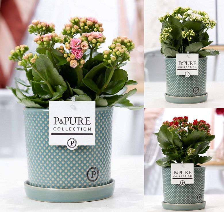 Kalanchoe mix in P&PURE Lauren ceramics, D 12 cm Kalanchoe mix in P&PURE Lauren ceramics, D 12 cm