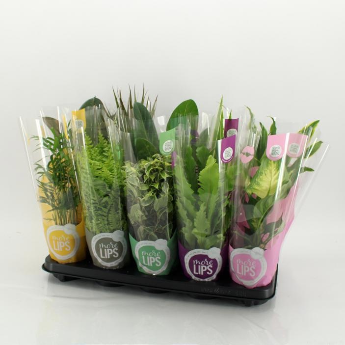 M-10 ML Mixplanten More Lips hoes, D 12