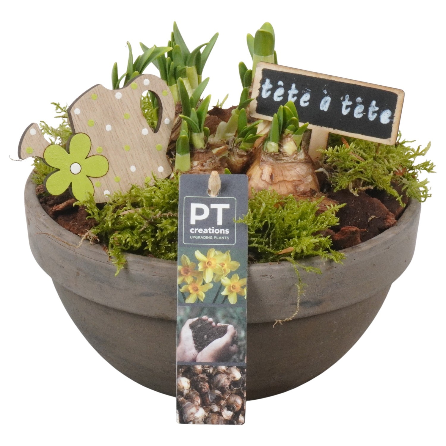 PTN8671 Arrangement Narcissus in terracotta schaal, D 19