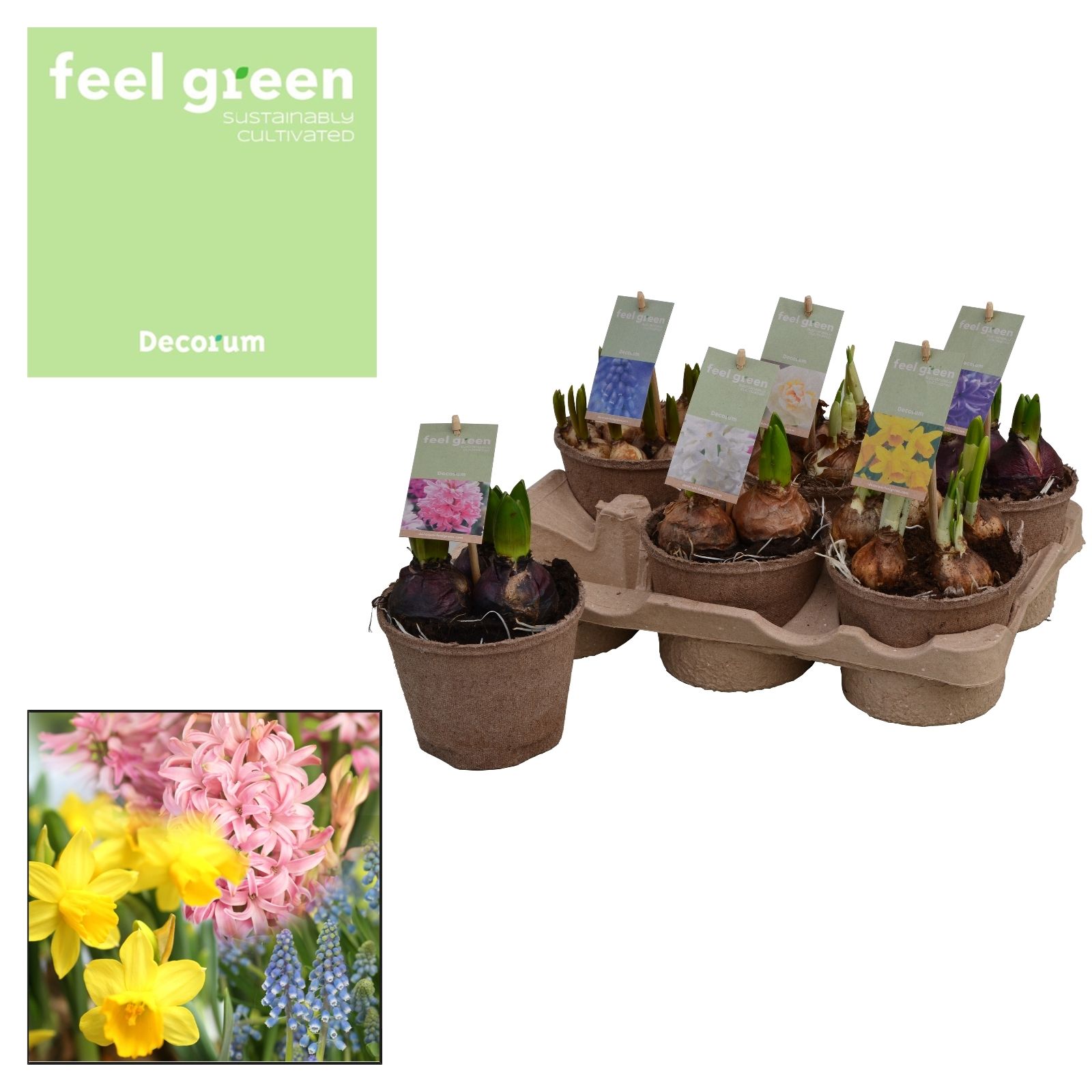 Bolbloemen Gemengd FEEL GREEN, D 12