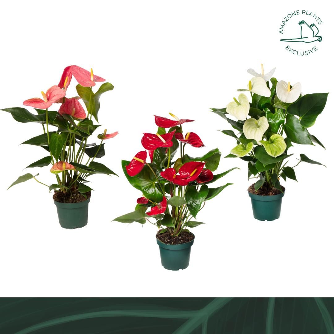 Anthurium mix 14cm 4 kleuren, D 14