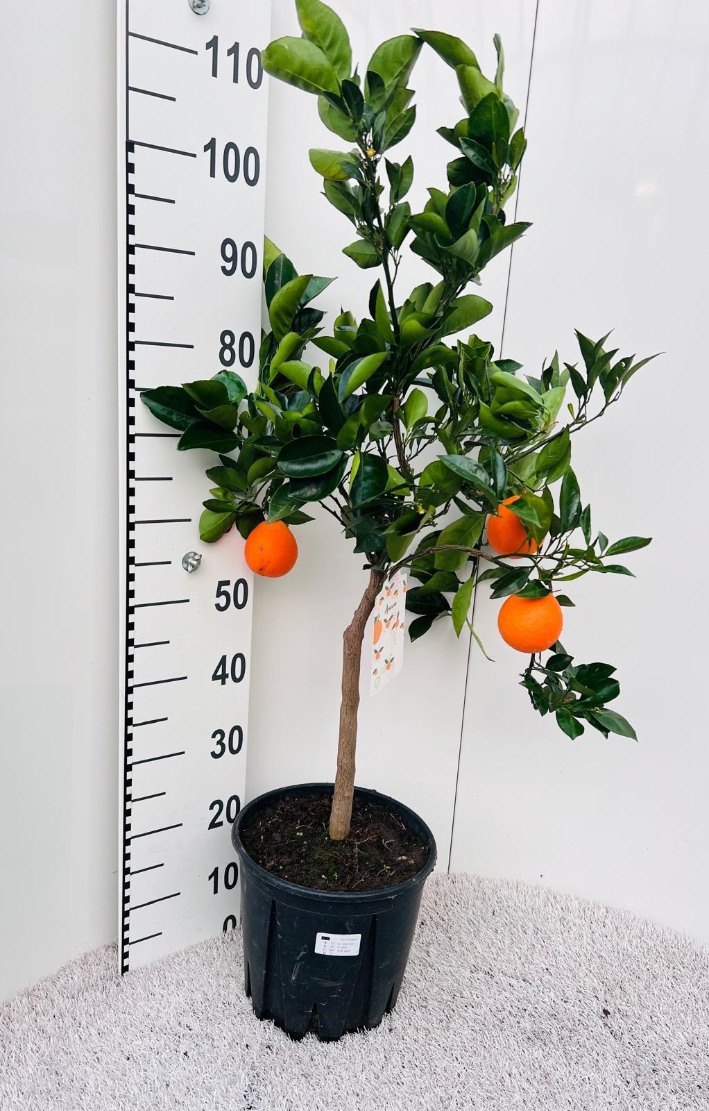 Citrus sinensis Arancia on stem, D 25