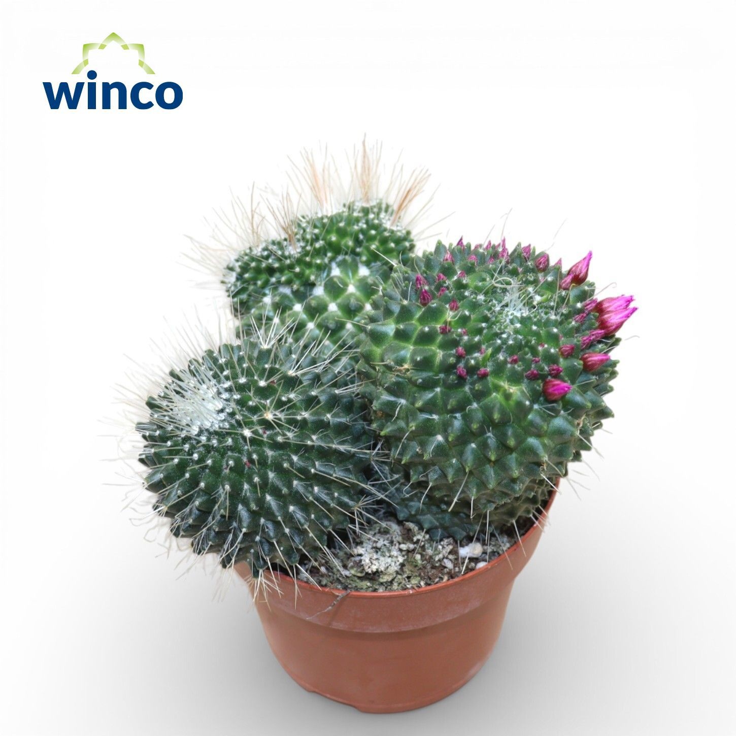 Mammillaria toluca Group (Flowering), D 12