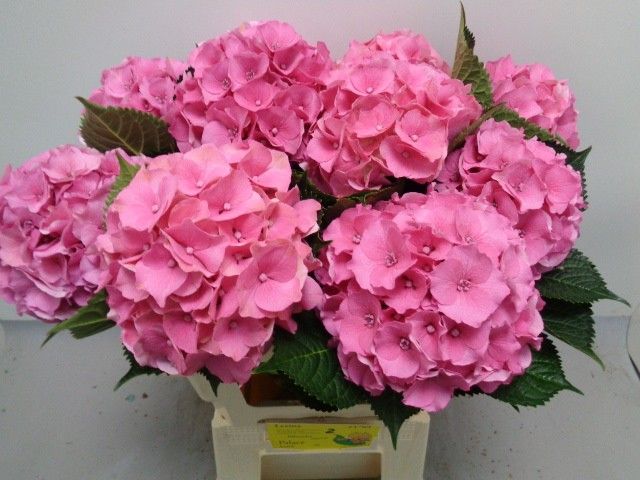 Гортензия Роаял Пэлас 60, шт.