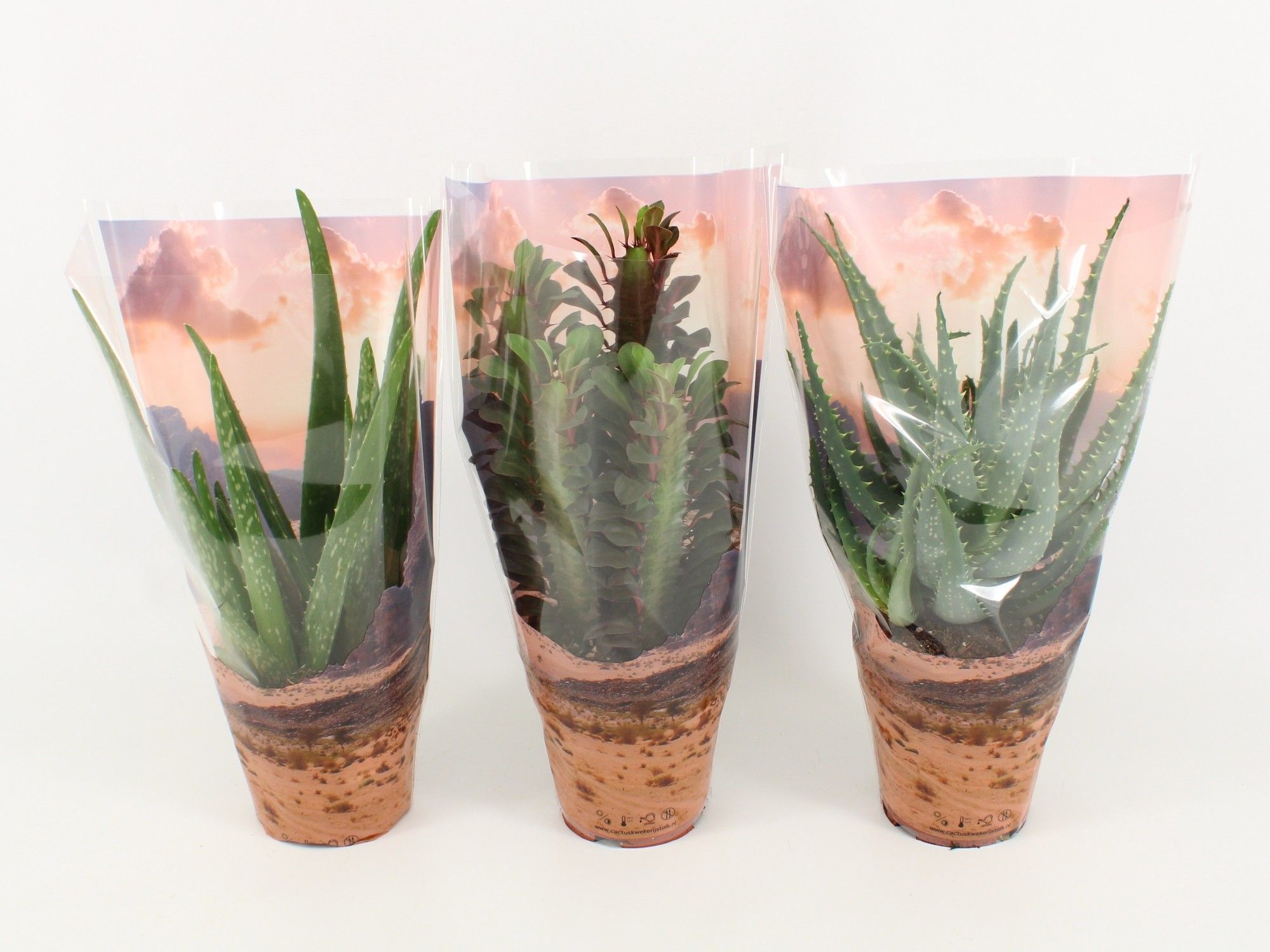 Desertmix in Sierhoe Euphorbia Trigona, Aloe Vera, Aloe Arborescens, D 12