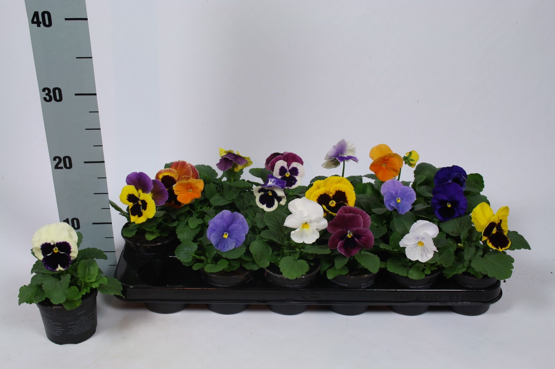 Viola F1 mix in tray, D 9