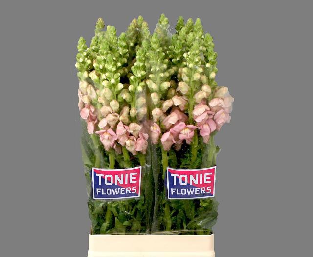 Антирринум Леджент Пинк (светло-роз.), шт.