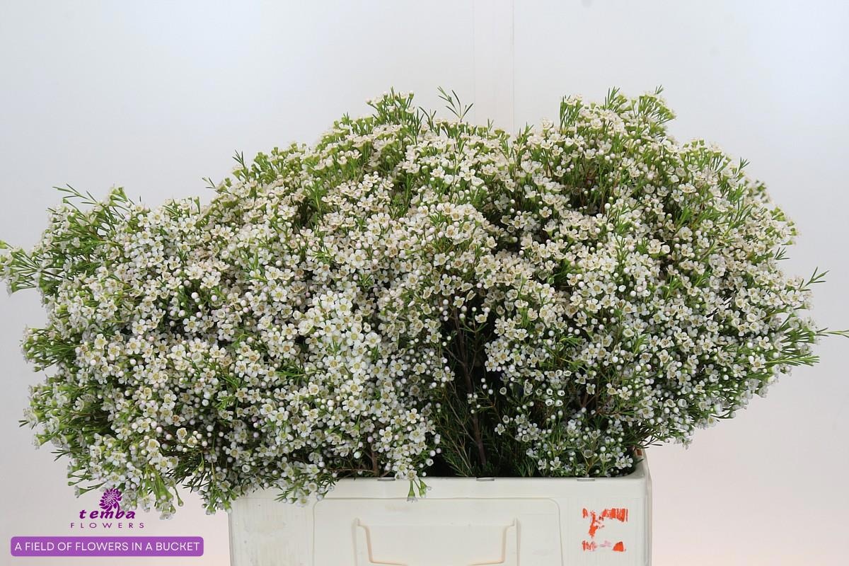 Шамелациум Перл Баттонс 60, шт.