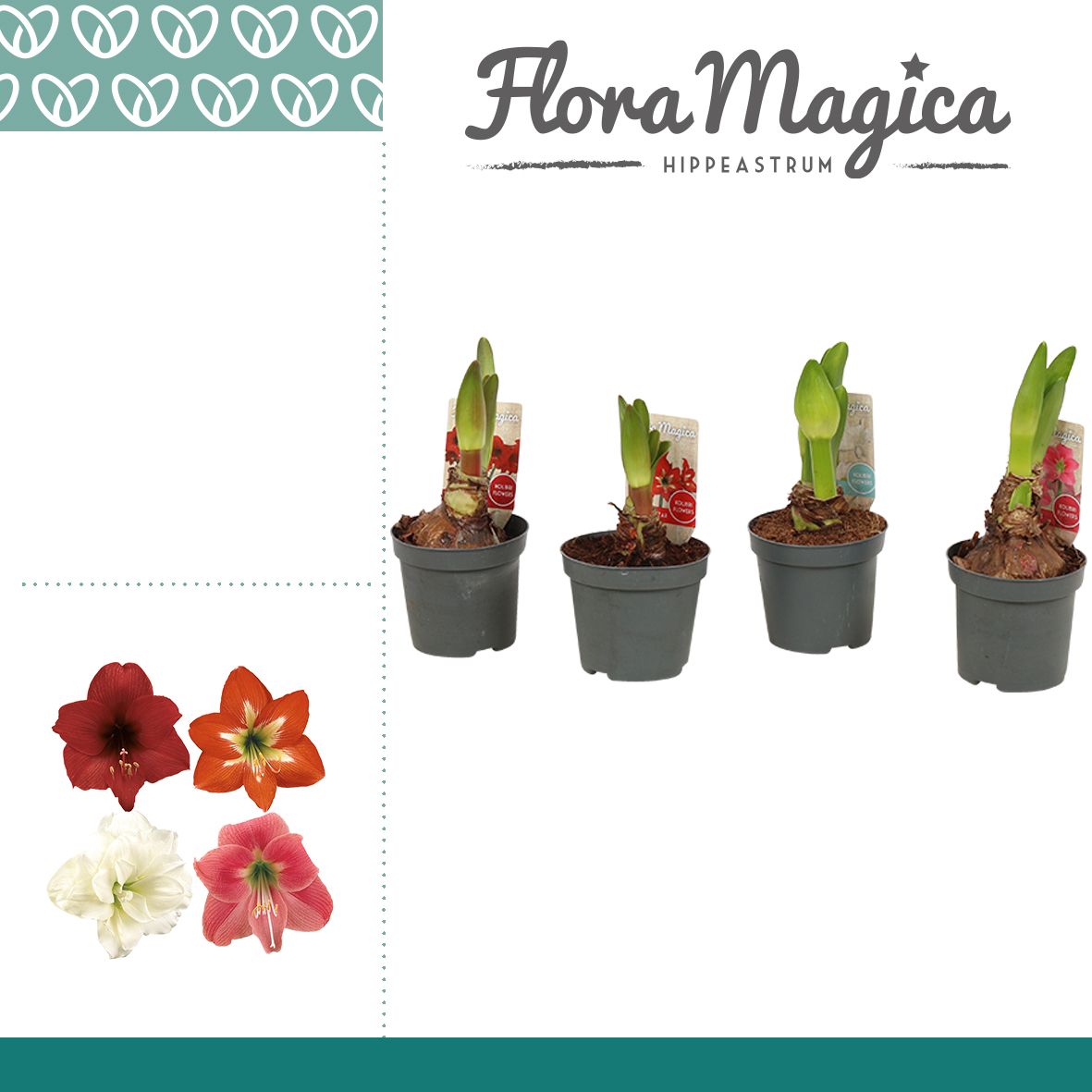 Amaryllis Kolibri Mix 2 Knop, D 9 cm