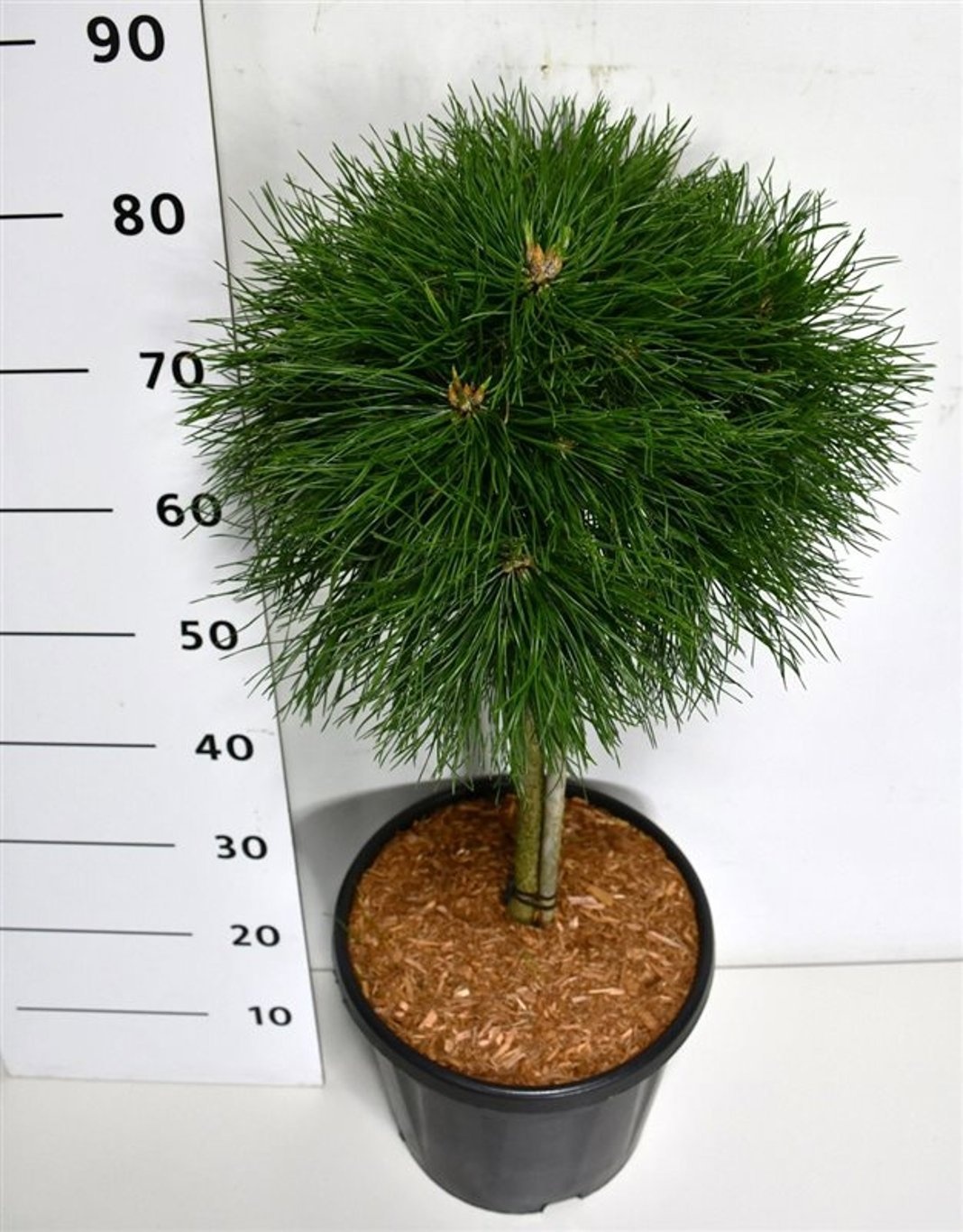 Pinus mugo 'Varella', D 32