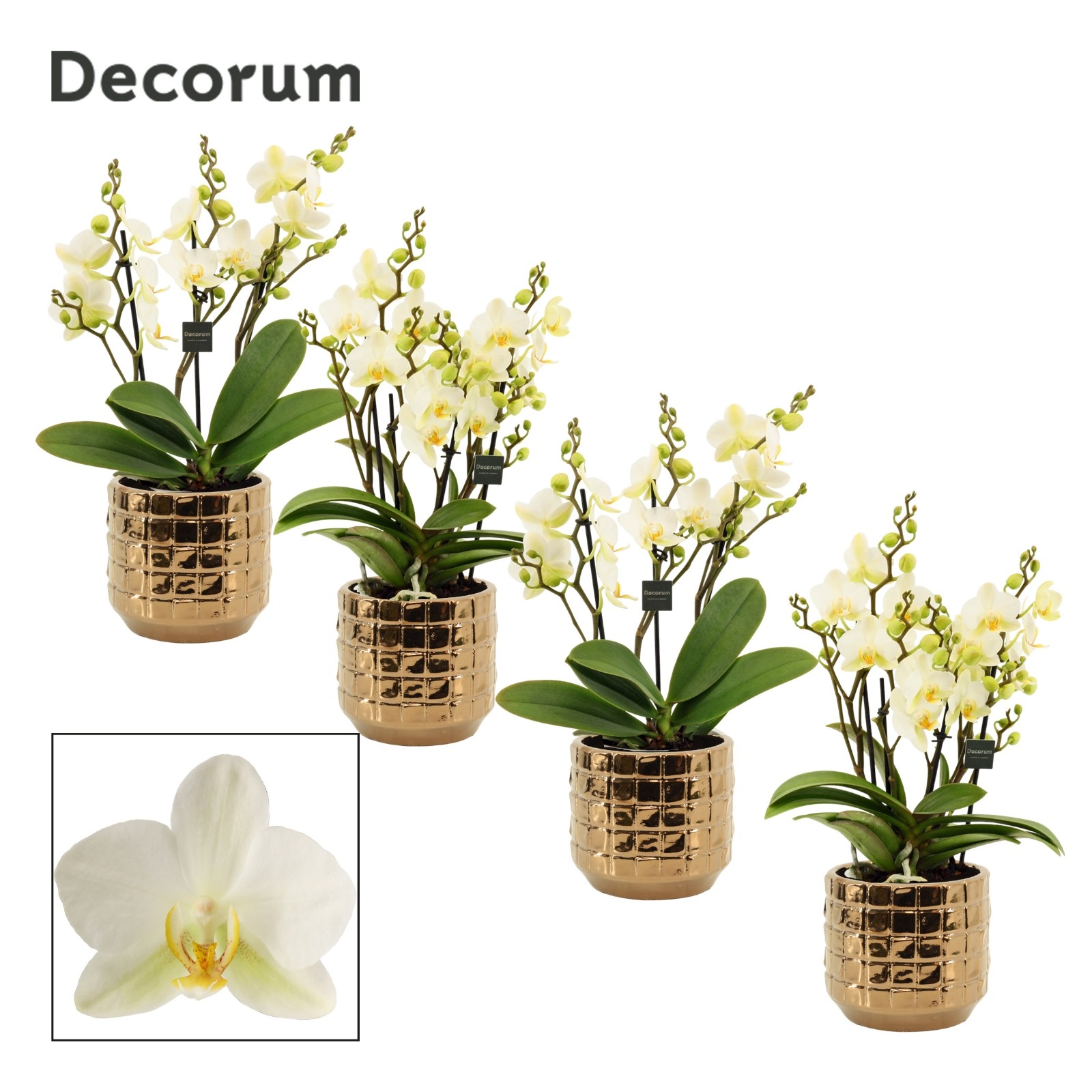 Phalaenopsis dazzling Lausanne 3-4 tak in Janneke (Top blend-col, D 12 cm