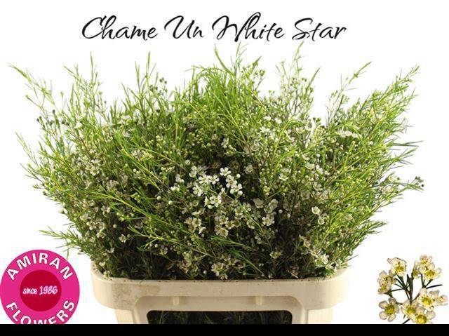 Шамелациум Вайт Стар 80, шт.