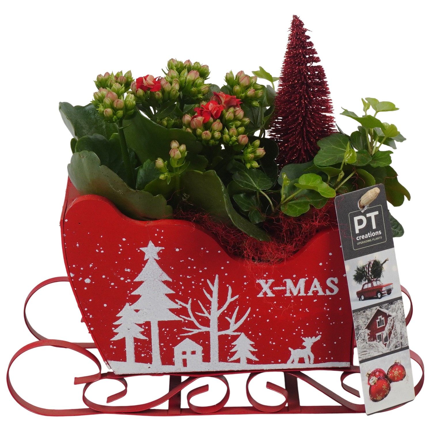 PTCHR7394 Arrangement Christmas Red in houten slee, D 19 cm