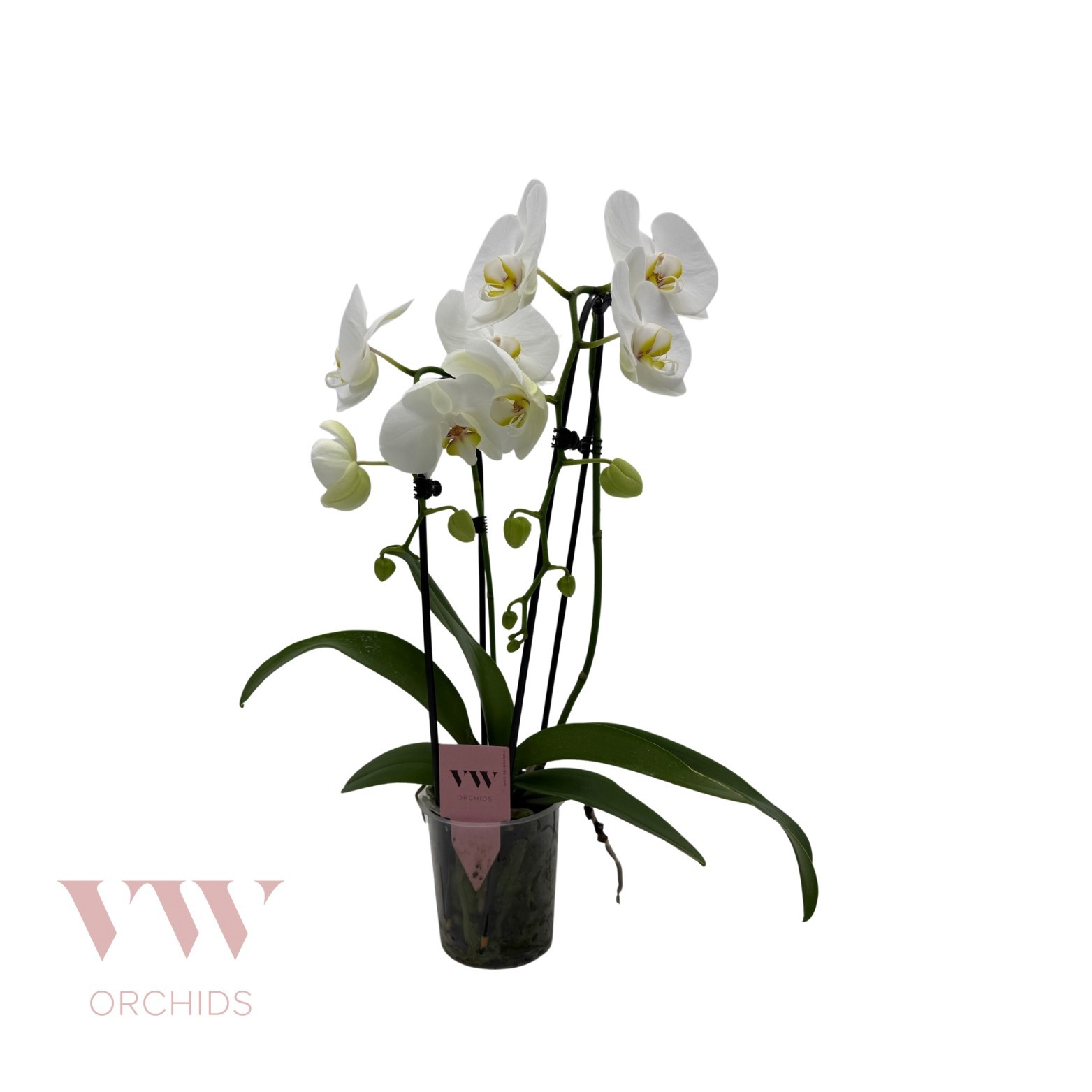 Phalaenopsis Cascade 2 tak Wit, D 12