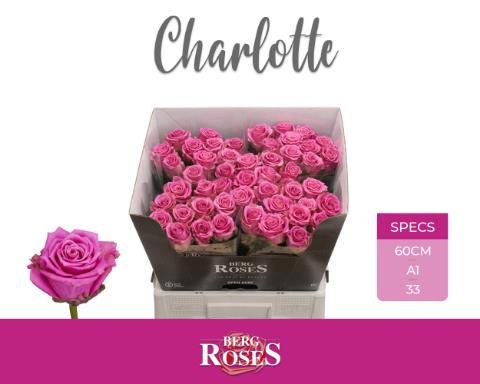 Роза од. Танго Шарлотт 60, шт.