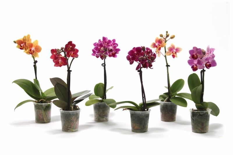 Phal p06 Tiny Dolls mix 1T07+ zonder Aqu@, D 6