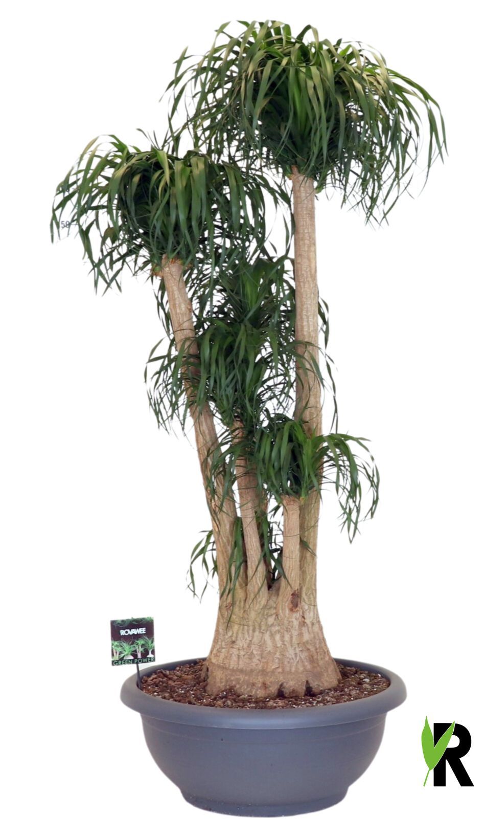 Beaucarnea rec. vertakt ** 3 op dubbele cc, D 75 cm