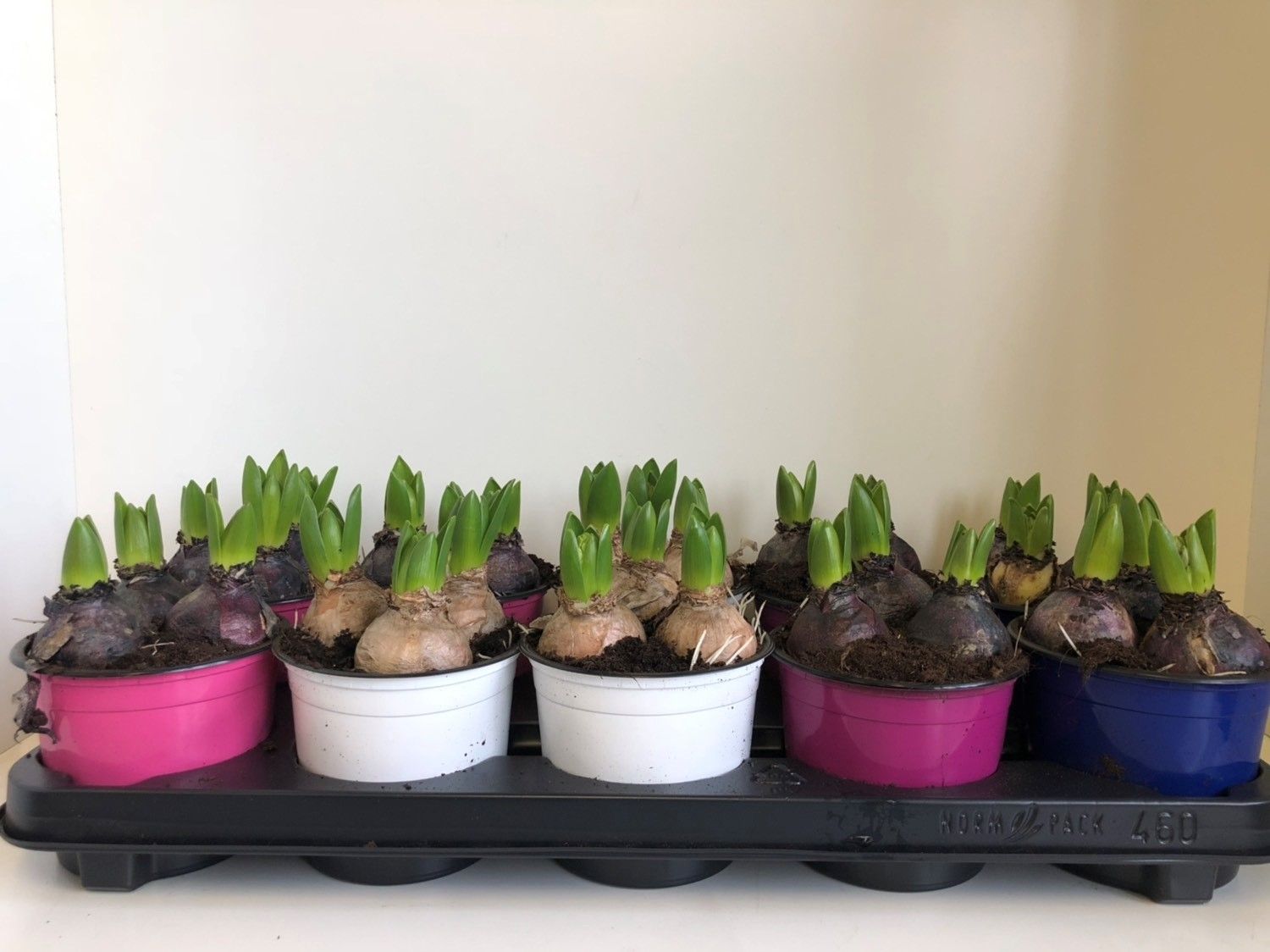 hyacint 12 cm mix kleurpot, D 12