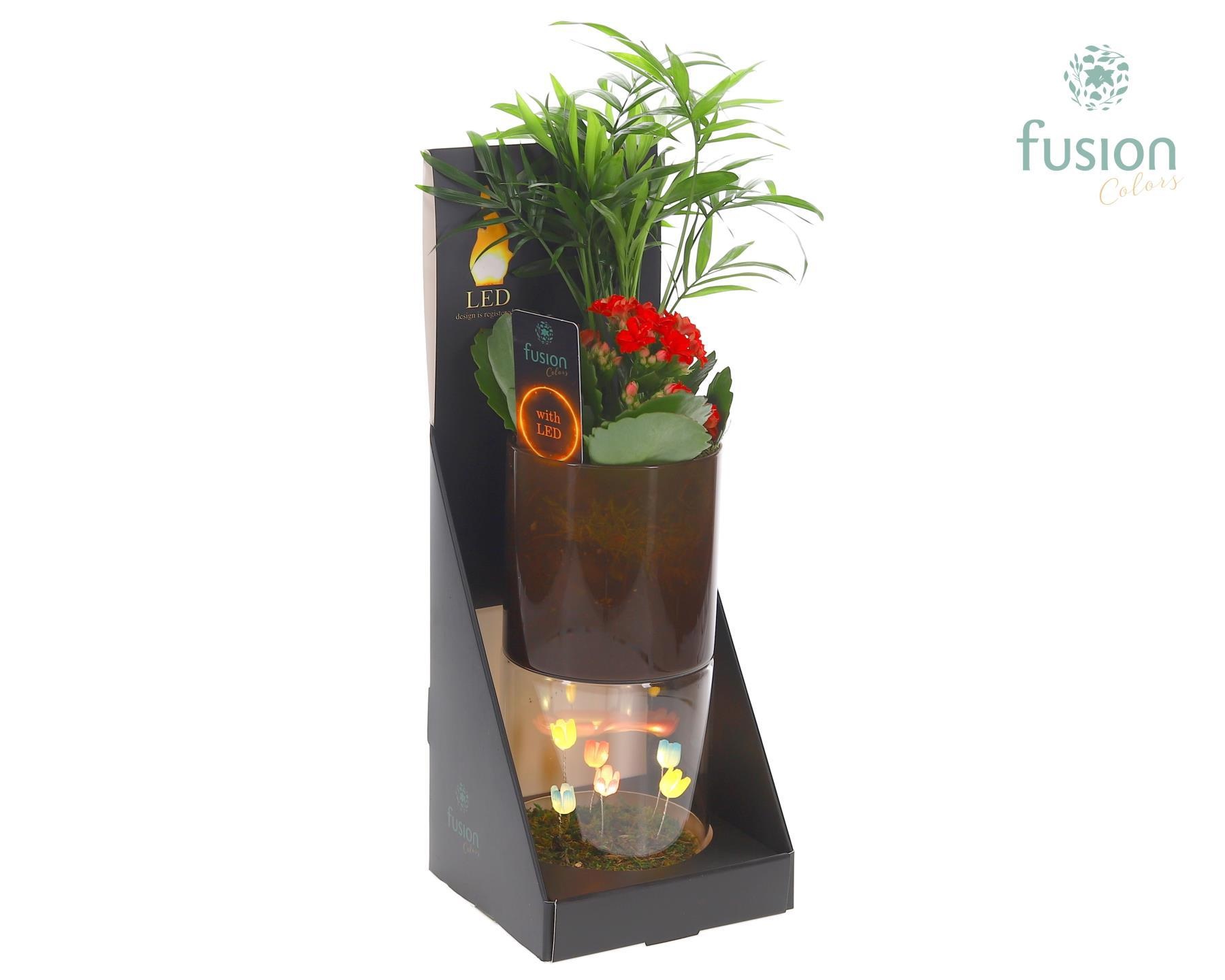 Glas tube Led planter groot met Arrangement, D 11