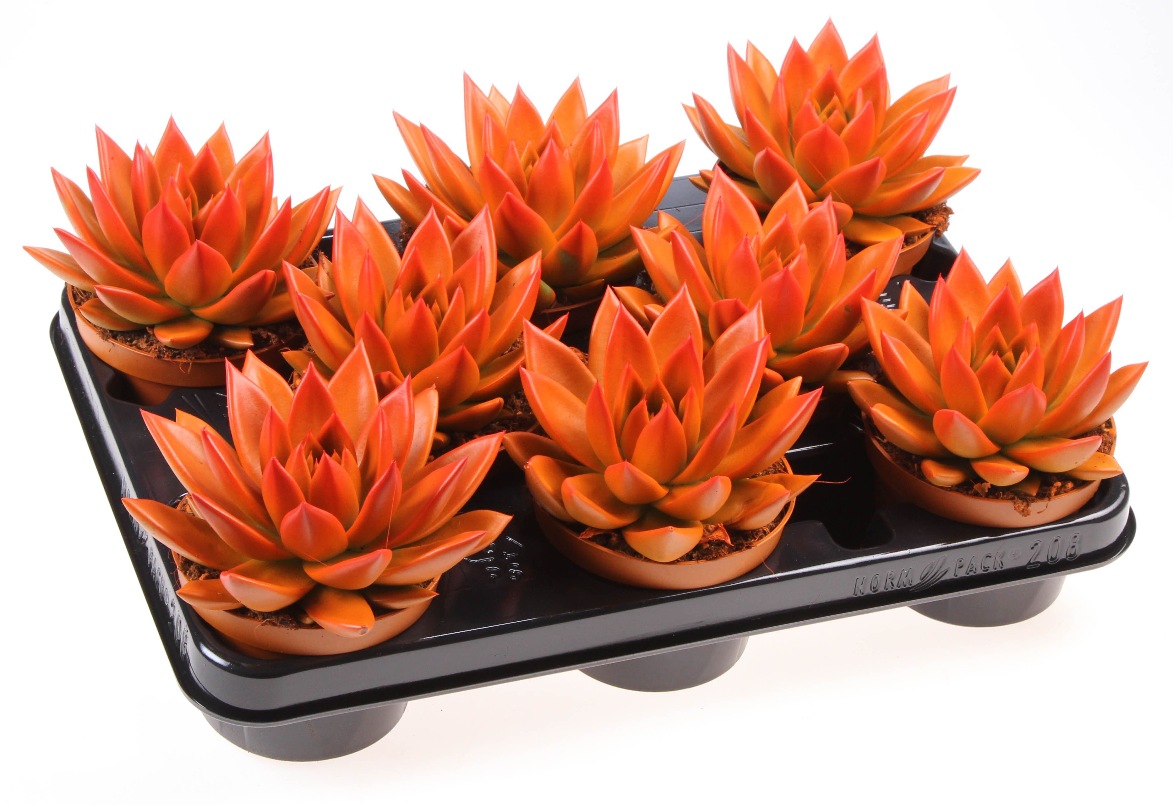 Rainbow bicolor orange + red point, D 10,5