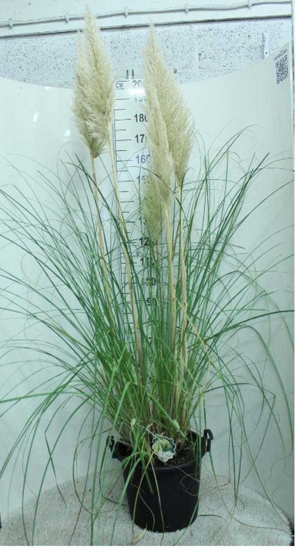 Cortaderia selloana 'Pumila' P40, D 40 cm