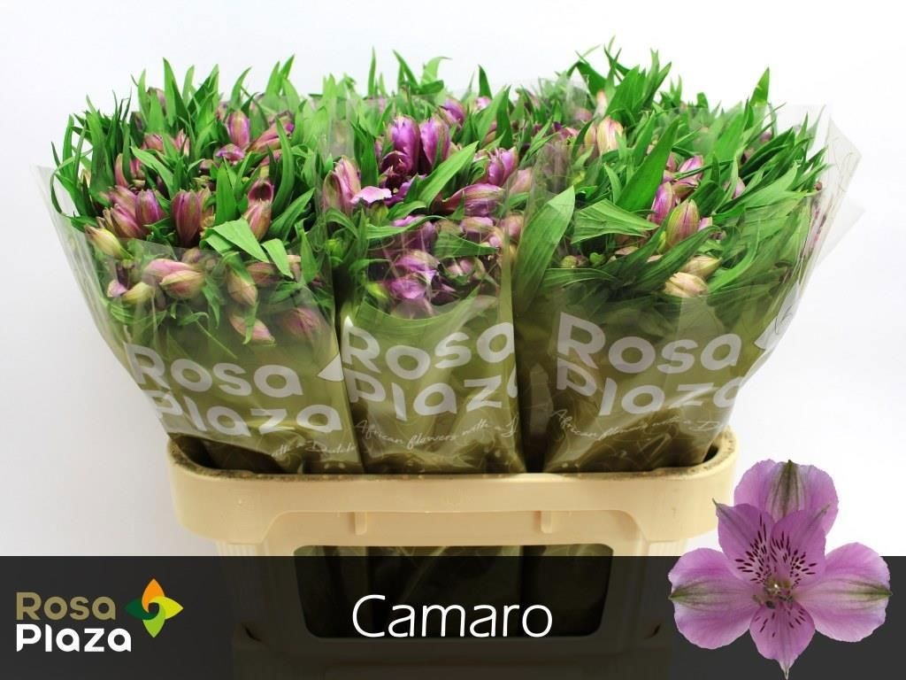 Альстромерия Камаро (фиолет.), шт.