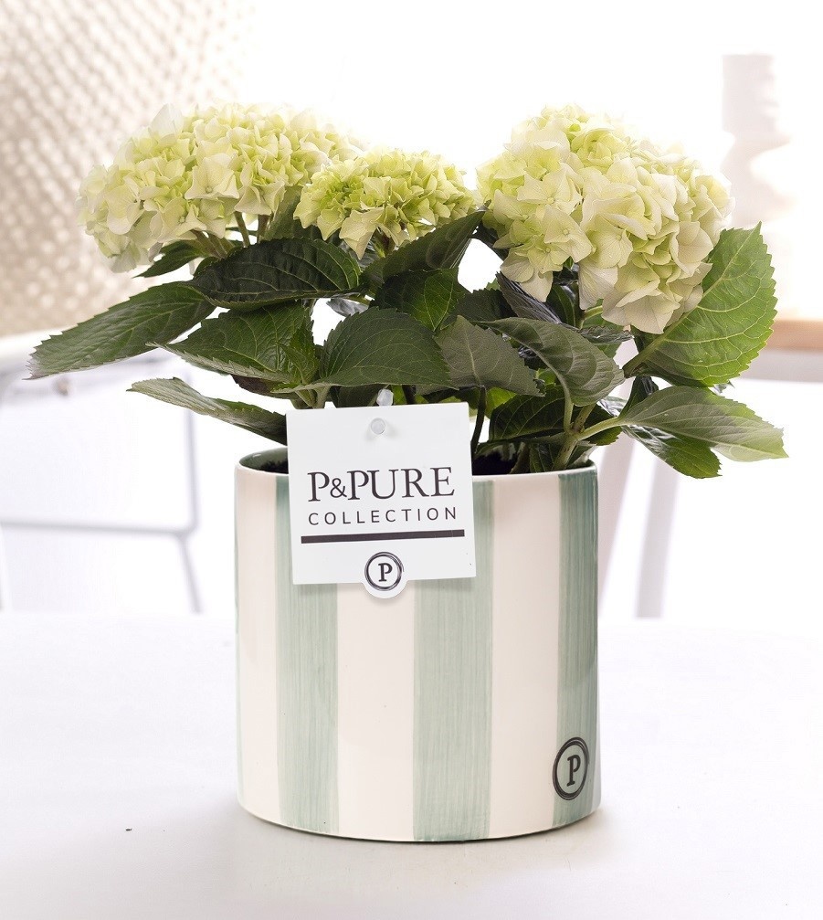Hydrangea white in P&PURE Eline 2 ceramics green, D 10