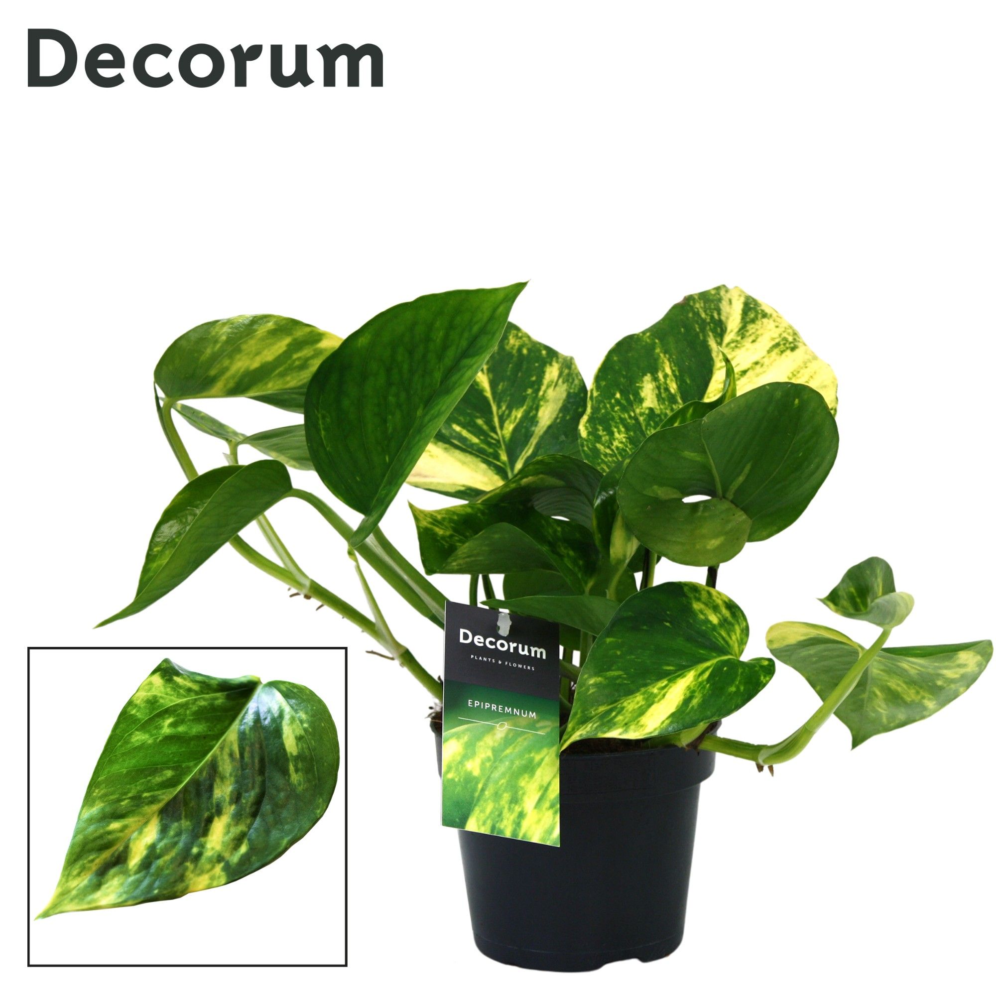 Scindapsus (Epipremnum) Aureum DECORUM, D 12