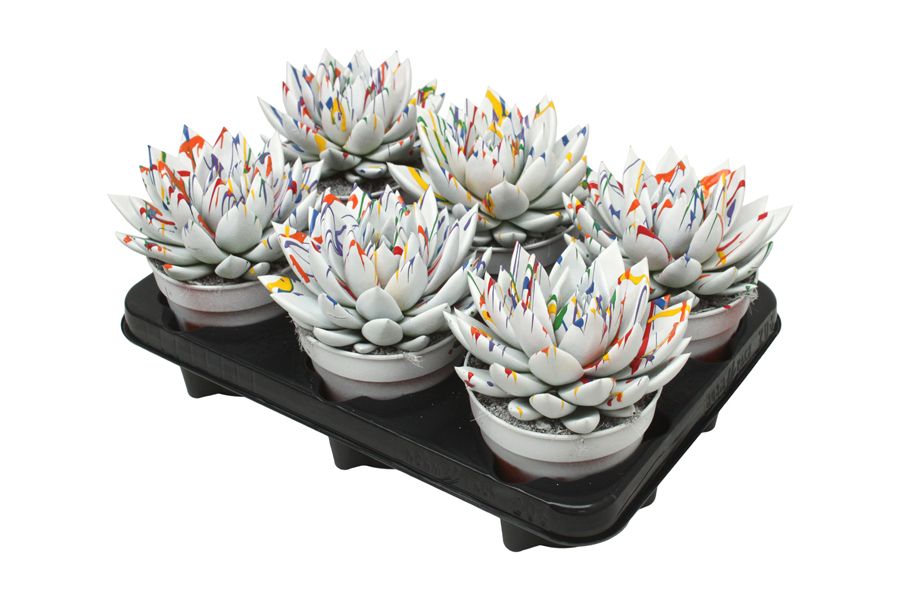 Miranda coloured Splash white, D 12