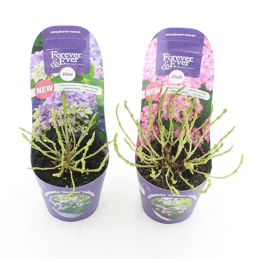 Hydrangea macr. Forever & Ever® 'Hortbux'® MIX C2 (17cm.) Potcover, D 17