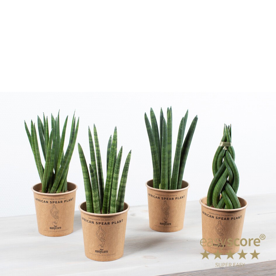 GREEN MIX 30916001 Paperpot 9 cm, D 10 cm