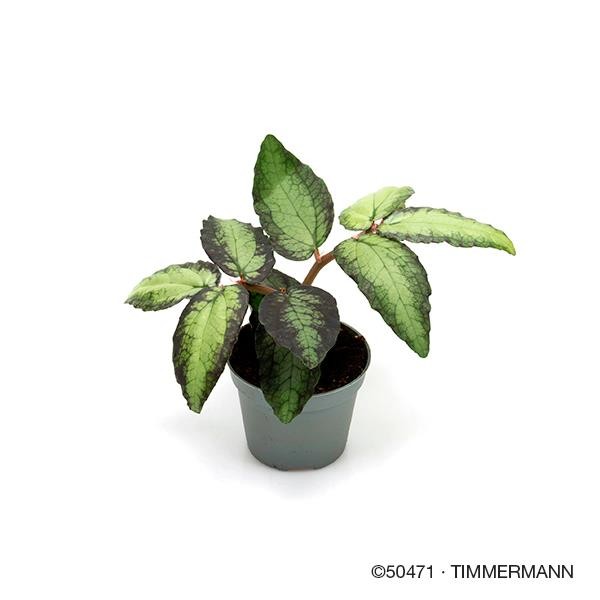 PELLIONIA REPENS, D 6