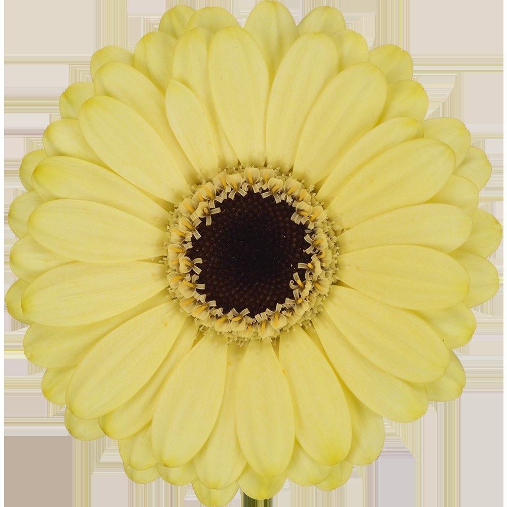 Гермини Серфер (крем.), шт.