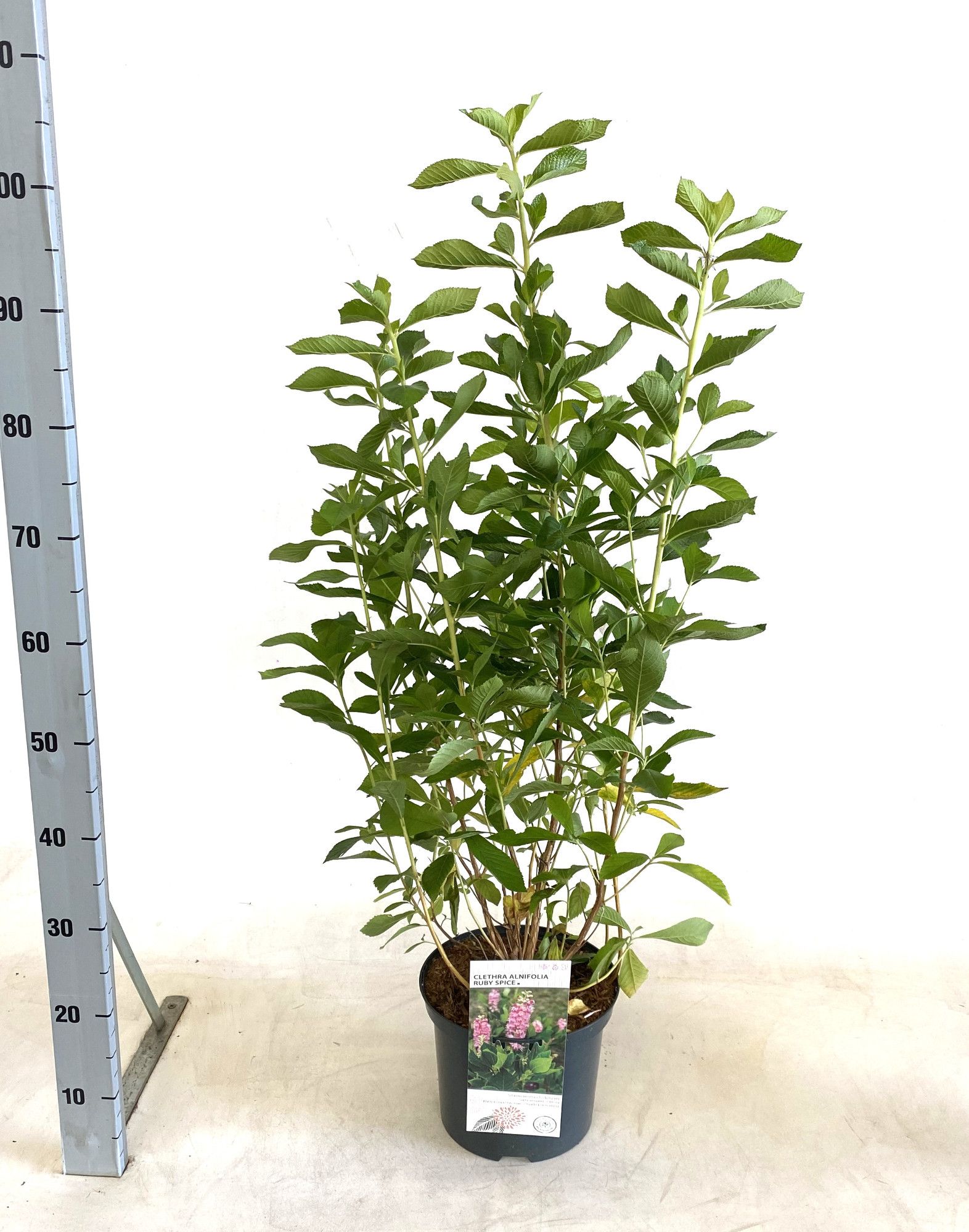 Clethra alnifolia 'Ruby Spice', D 23