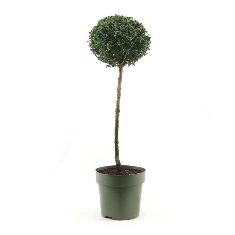 Buxus semp. Mono-Ball on Stem XXL, D 27