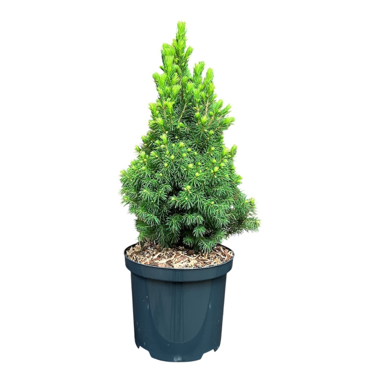 Picea g. 'Rainbows End', D 18