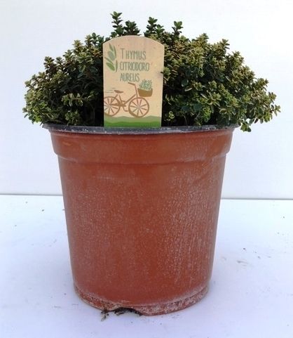 Thymus citriodorus Aureus, D 18
