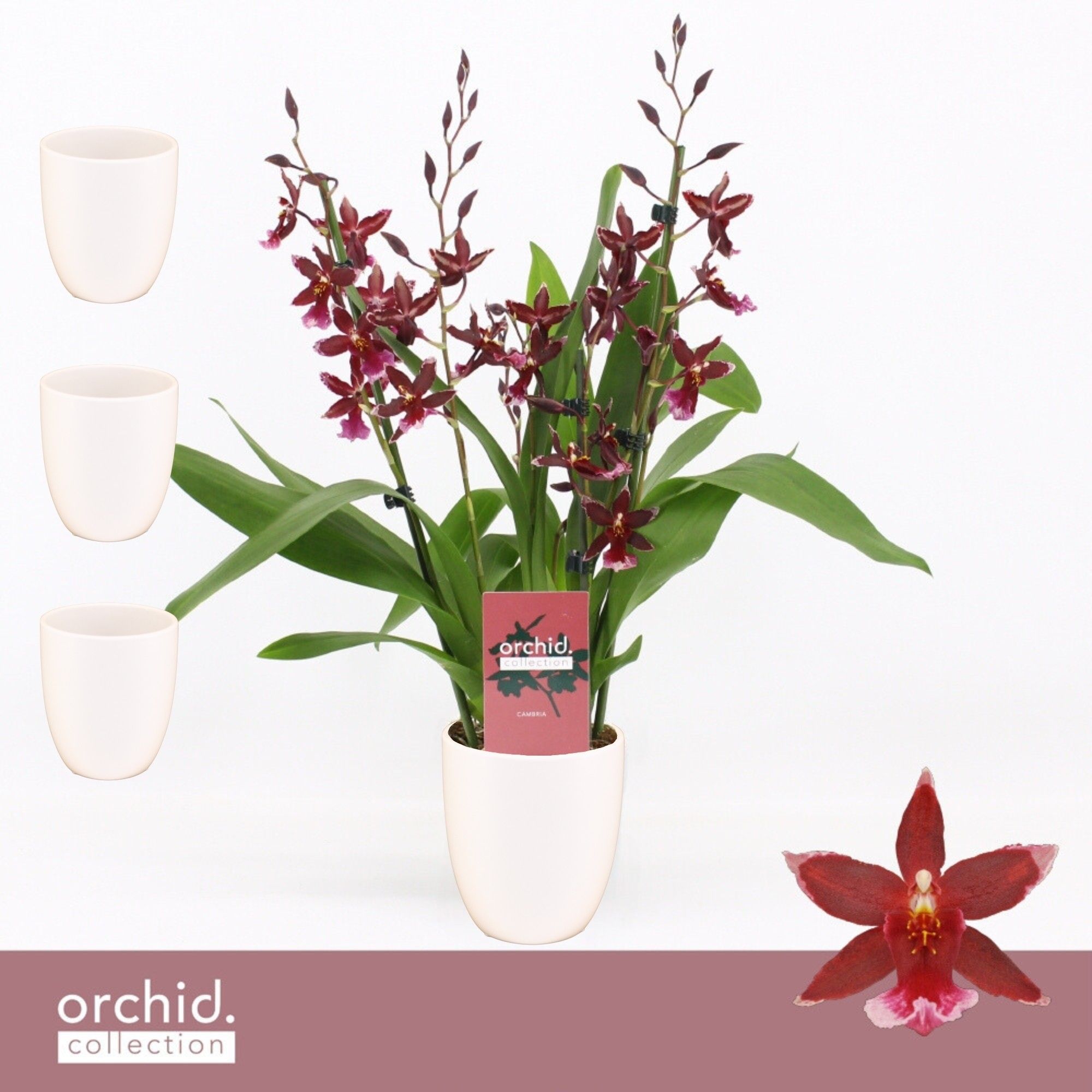 Barrocco Red, 3/4-spike in Lotte White 'Orchid Collection', D 12