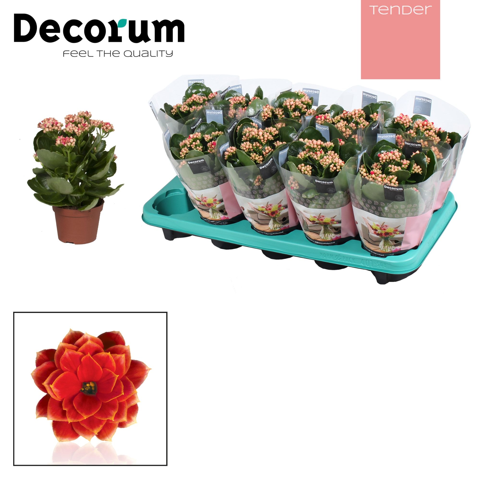 Kalanchoe Decorum TENDER - Serenity Red White, D 10,5