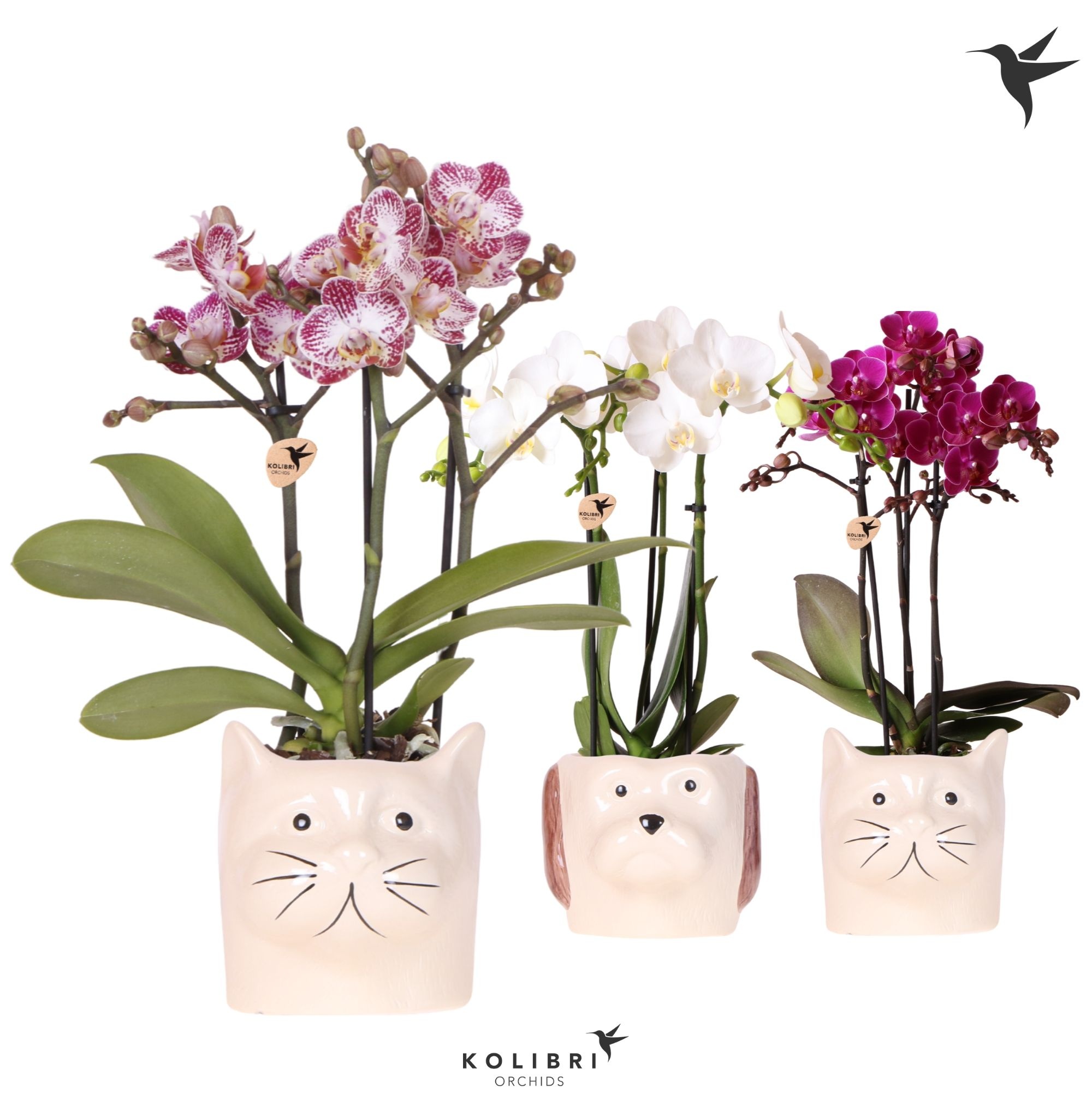Kolibri Orchids Phalaenopsis mix 3 spike in Cat & Dog pot mix, D 9