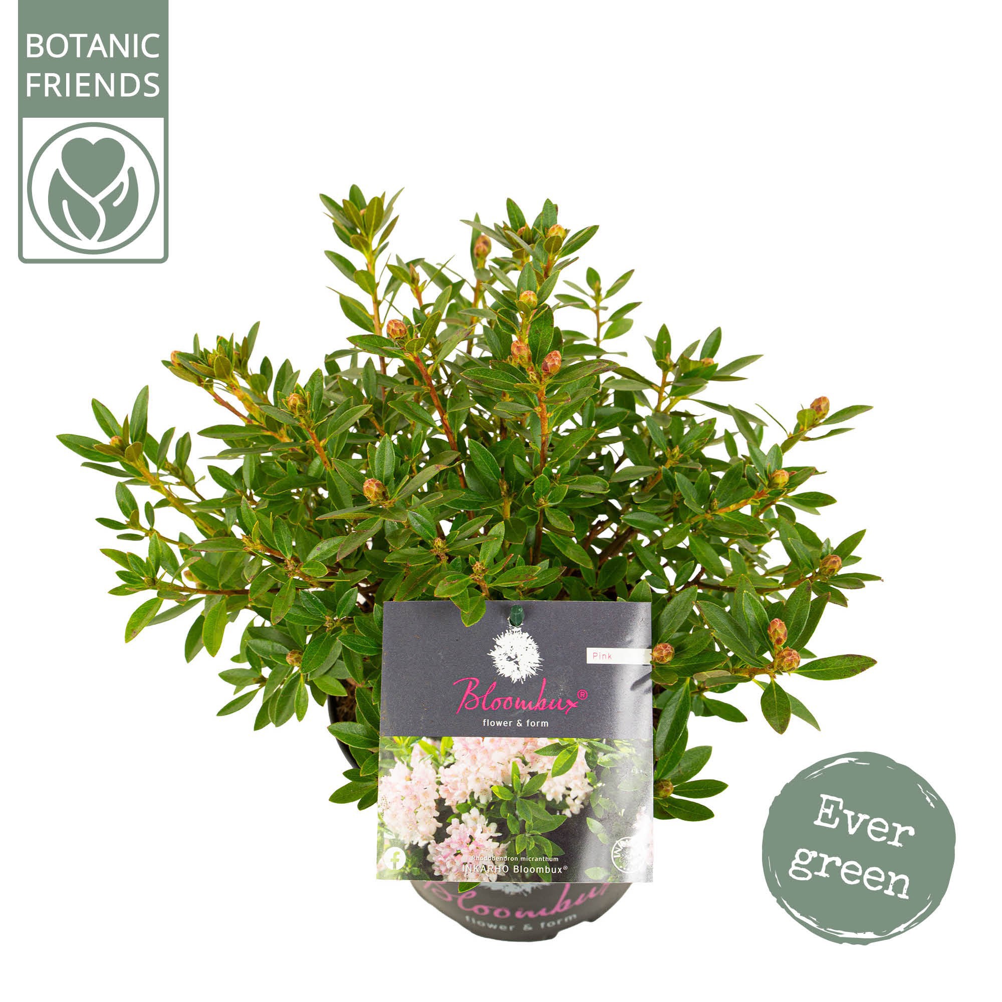 Rhododendron 'Bloombux' Pink, D 17