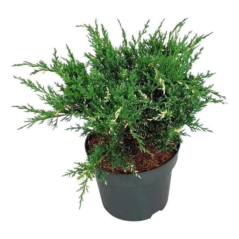 Juniperus pf. 'White Splash', D 24 cm