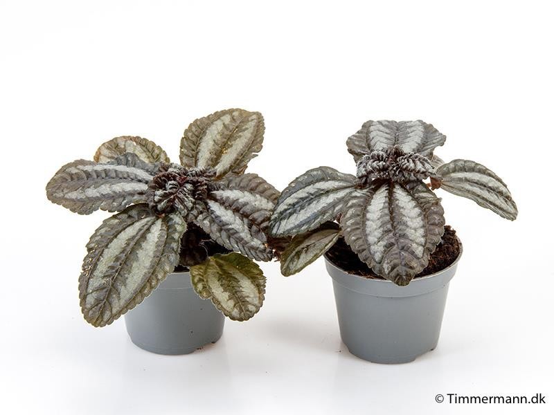 PILEA INVOLUCRATA 'NORFOLK', D 6 cm