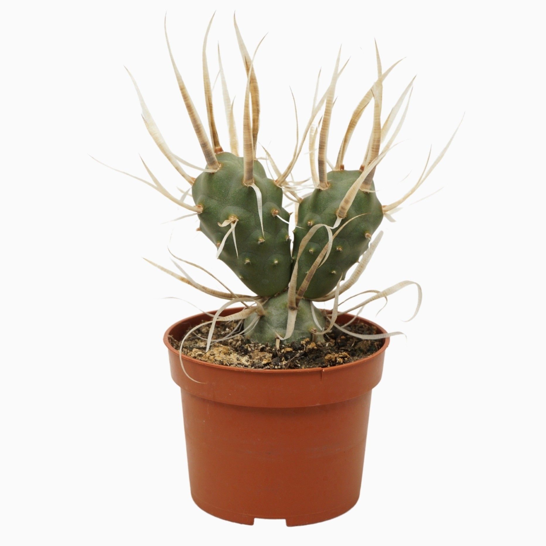 Tephrocactus papyracanthus 10,5 cm, D 10,5 cm