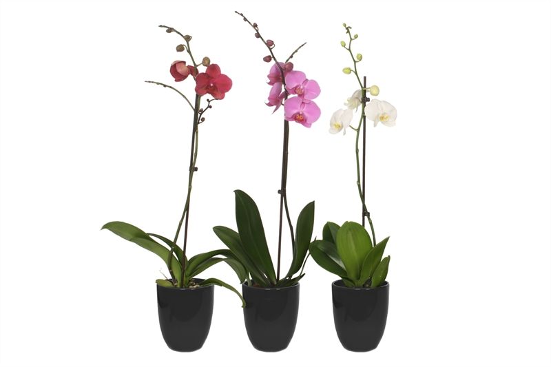 Hugo p12 black Phal mix 1T vertakt, D 12 cm